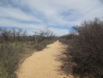 BLM Desert